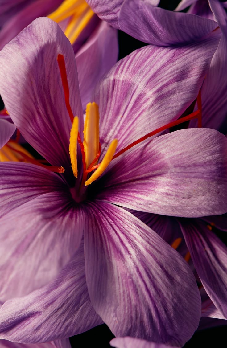 Benefits of Saffron infographic
